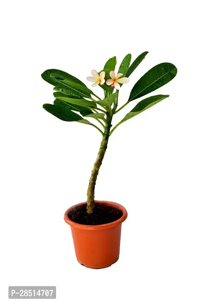 Natural Live Plant for Home Garden-thumb2