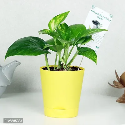 Money Plant  Money Plant  57-thumb0