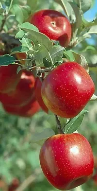 Apple Plant  KASHMIRI APPLE Plant  LIVEPACK OF 1100  ORIGINAL-thumb1