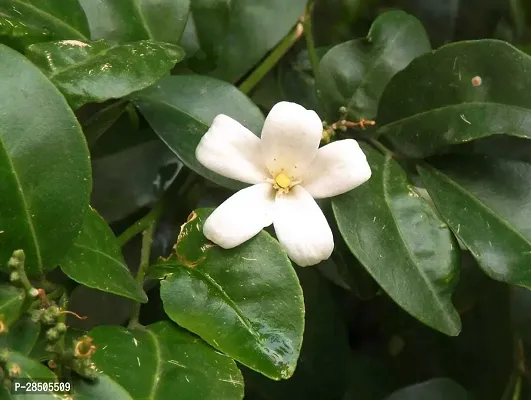 Madhu Kamini Plant  Murraya paniculata   Kamini 04-thumb2