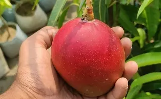 Mango Plant  Miyazaki 11-thumb1