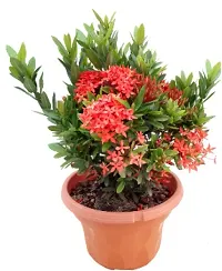 Natural Live Plant for Home Garden-thumb1