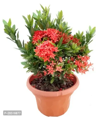 Natural Live Plant for Home Garden-thumb2