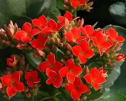 Earth Angels Kalanchoe Plant KALANCHOE PLANT W22-thumb1