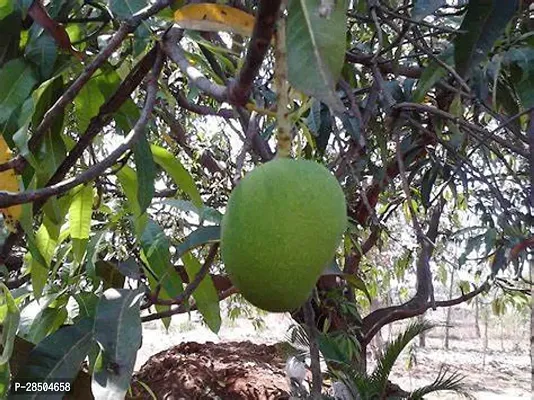 Mango Plant  china himsagar mango-thumb0