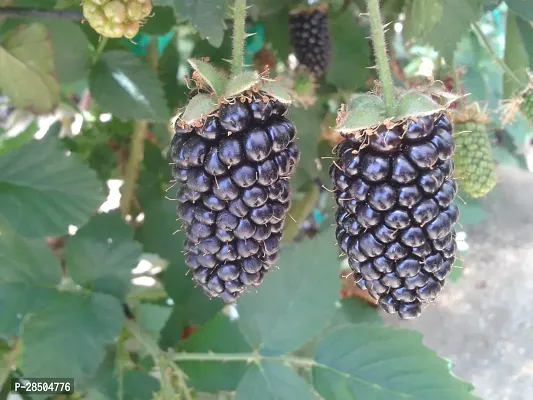 Berry Plant  White mulberry  Morus alba  02-thumb0