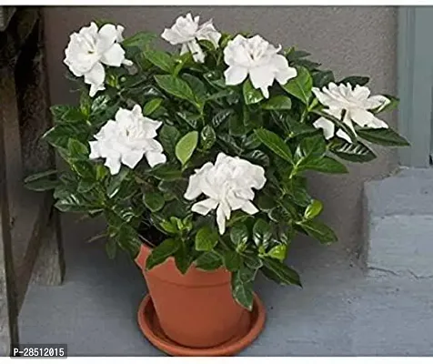 Natural Live Plant for Home Garden-thumb0