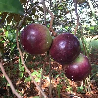 Custard Apple Plant  Plant  MILKFRUIT2-thumb1