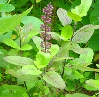 Tulsi Plant  Tulsi xnewdeb85485-thumb1