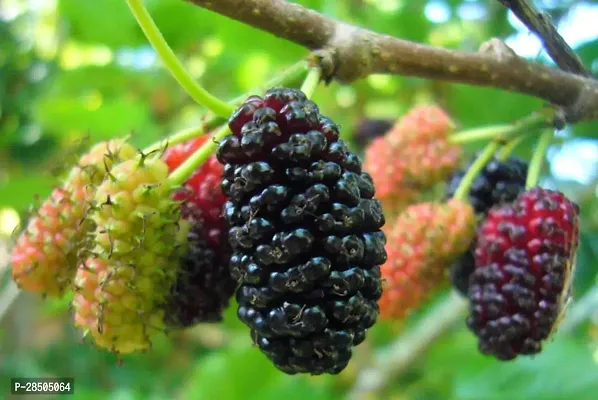 ShahtootMulberry Plant  White mulberry 01