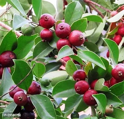 Guava Plant  Guava Red Guava Plant-thumb0