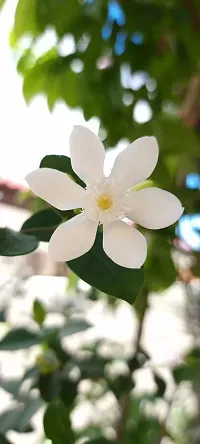 Night Bloom Jasmine Plant  Bhutan Mallika New Plant  001-thumb1