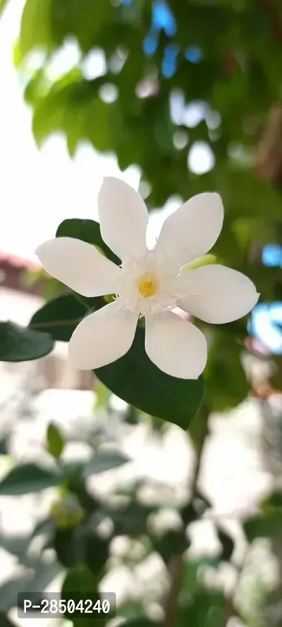 Night Bloom Jasmine Plant  Bhutan Mallika New Plant  001-thumb2