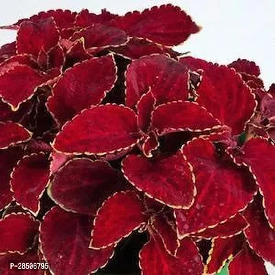 Coleus Plant  Coleus Plant-thumb0