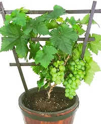 Grapes Plant  Grape Plant kingdom100-thumb1