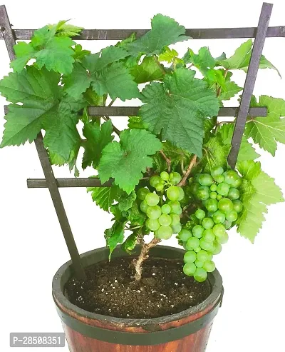 Grapes Plant  Grape Plant kingdom100-thumb2