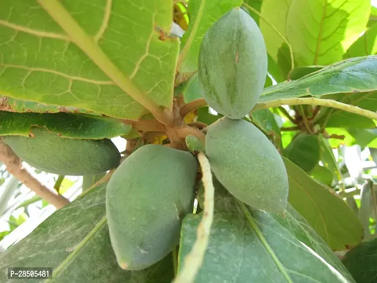 Almond Plant  Live Plant  Badam Indian Almond Tropical Almond Deciduous And Erect Tree Pot Suitable Garden Plant  1 Healthy Live Plant  2