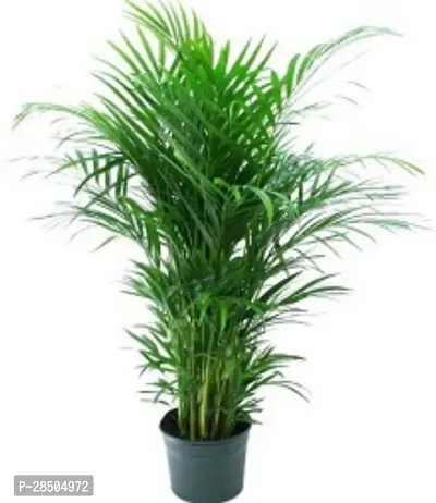 Areca Plam Areca Pulm Plant  a004-thumb0