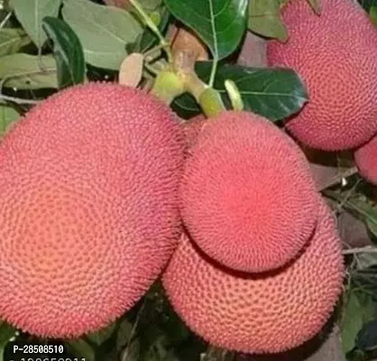 Jack Fruit Plant  Kathal Plant  xnewdeb32-thumb0