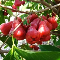 Jamun Plant  Thai red Jamrul Plant-thumb1