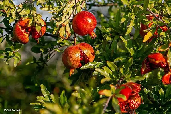 Earth Angels Pomegranate Plant Best | Annar Anar| Pomegranate |Grafted Sap-thumb0