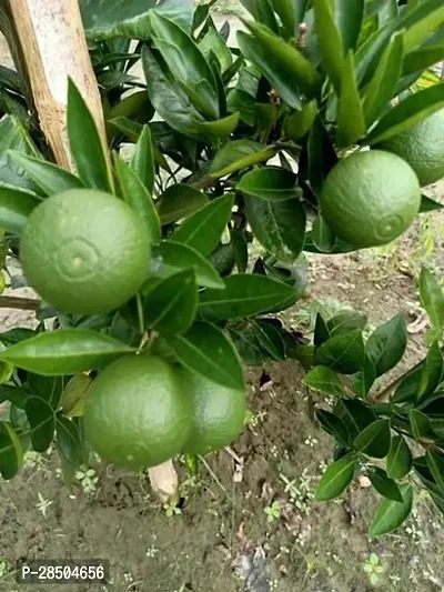 Lemon Plant  Hybrid Sweet Lemon Plant  M 10-thumb0