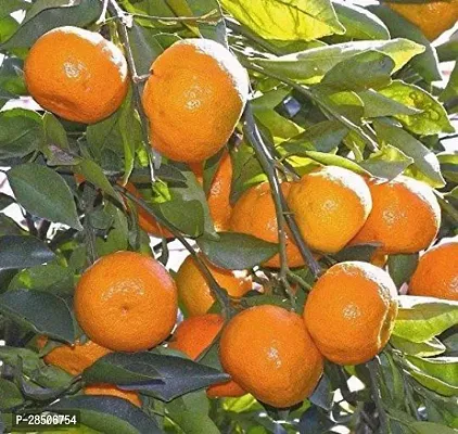 Orange Plant  Live Darjeeling Orange Fruit Plant-thumb0