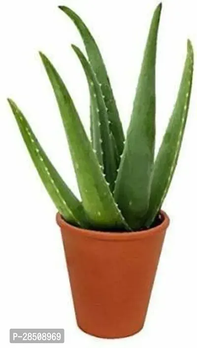 Aloe Vera Plant  Aloevera XPBReba19-thumb0