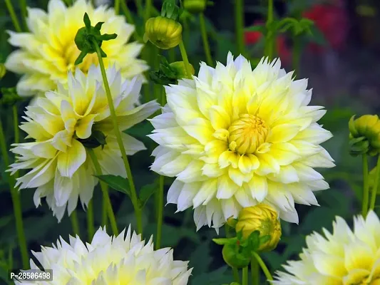 Chrysanthemums Guldavari Plant  Dahlia 07 Plant