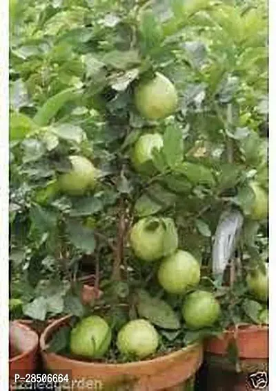 Guava Plant  KG Guava Plant-thumb0