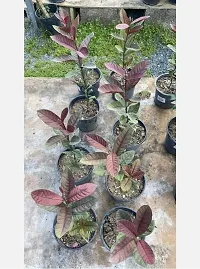 Guava Plant  Red Guava xnewdeb5445-thumb1