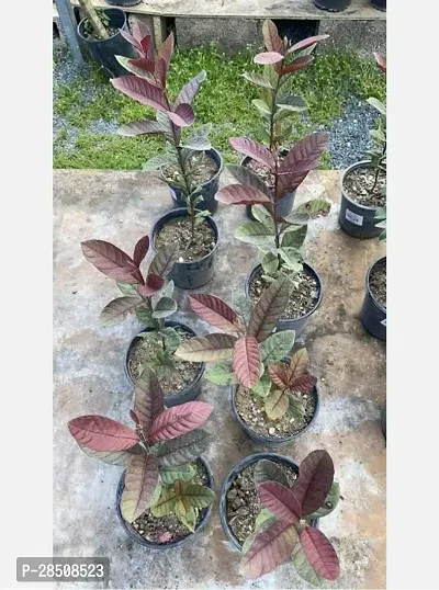 Guava Plant  Red Guava xnewdeb5445-thumb2