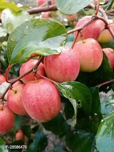 Ber Apple Plant  Rare seedless Apple Ber Thailand variety fruit Jujube Fruit Grafting Live Plant-thumb0