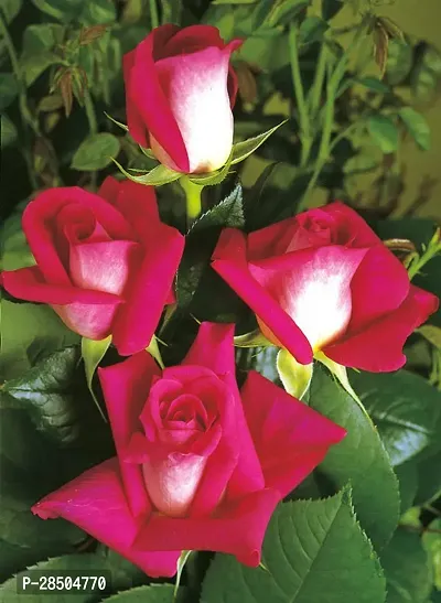 Rose Plant  Abracadabra Hybrid Rose Plant  Grafted H0016