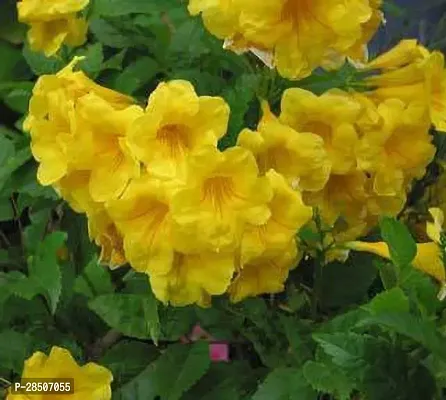 Tecoma Plant  Tecoma Yellow bells Flower Plant-thumb3