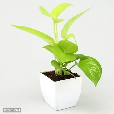 Natural Live Plant for Home Garden-thumb3