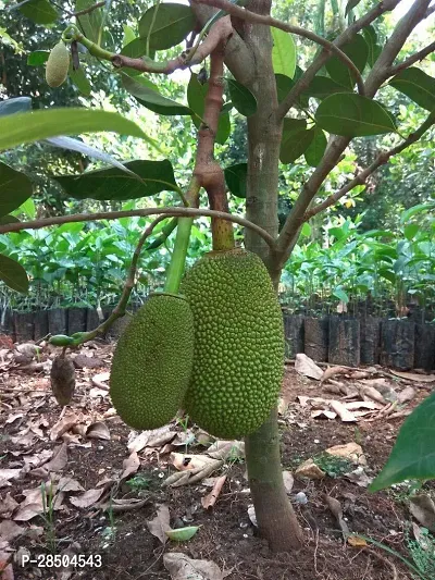 Jack Fruit Plant  Jack Fruit Regular Live Natural Fruit Plant  A-thumb0