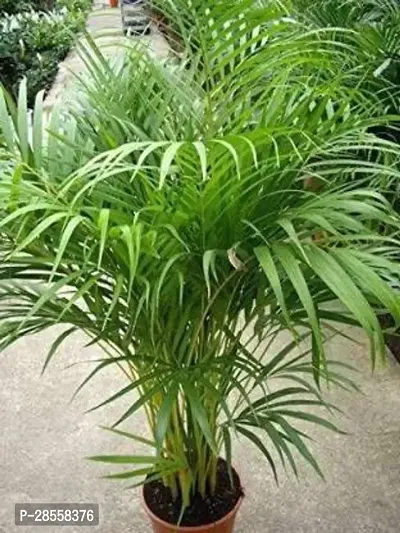 Earth Angels Areca Palm NATURAL PLANT-thumb2