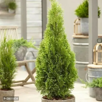 Natural Live Plant for Home Garden