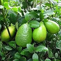 Lemon Plant  Gandharaj Lemon Plant 0lll-thumb1