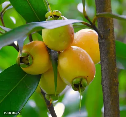 Rose Plant  Rose Apple  Golap Jam  Gulab Jamun-thumb0