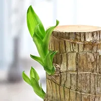 Green Lucky Brazil Wood Potted Plant, for Living Room, without Pot Pack of 1-thumb1