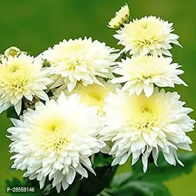 Earth Angels Chrysanthemums Guldavari Plant guldavri_plant_-thumb0