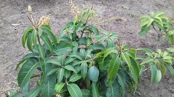 Natural Live Plant for Home Garden-thumb2