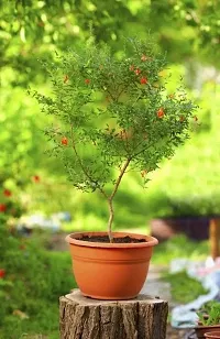 Natural Live Plant for Home Garden-thumb2