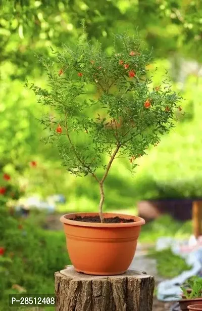 Natural Live Plant for Home Garden-thumb3