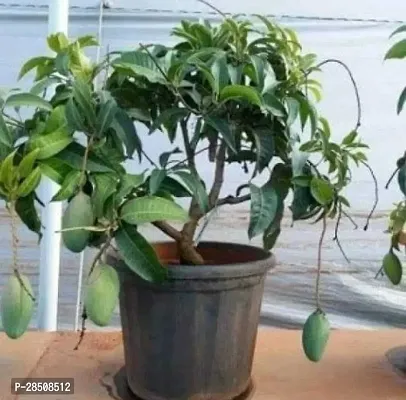 Mango Plant  Mango Plant  xnewdeb55-thumb0