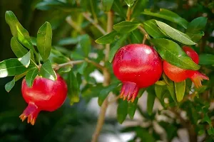 Pomegranate Plant  Outdoor Pomegranate  Annar  Anar  Grafted    Plant-thumb2