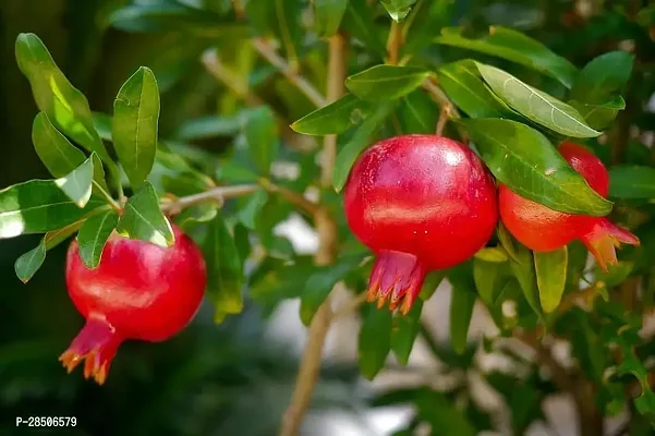 Pomegranate Plant  Outdoor Pomegranate  Annar  Anar  Grafted    Plant-thumb3