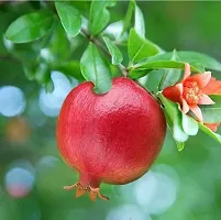 Pomegranate Plant  POMI-thumb2